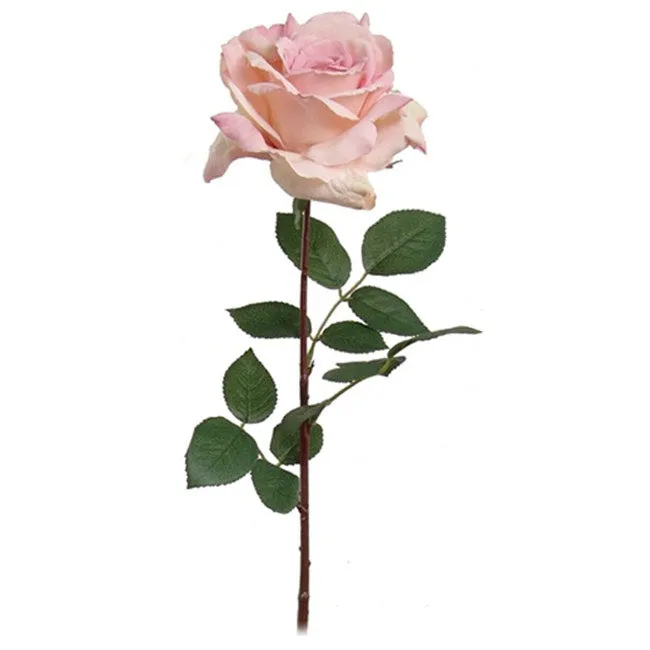 Pink Luxury Rose